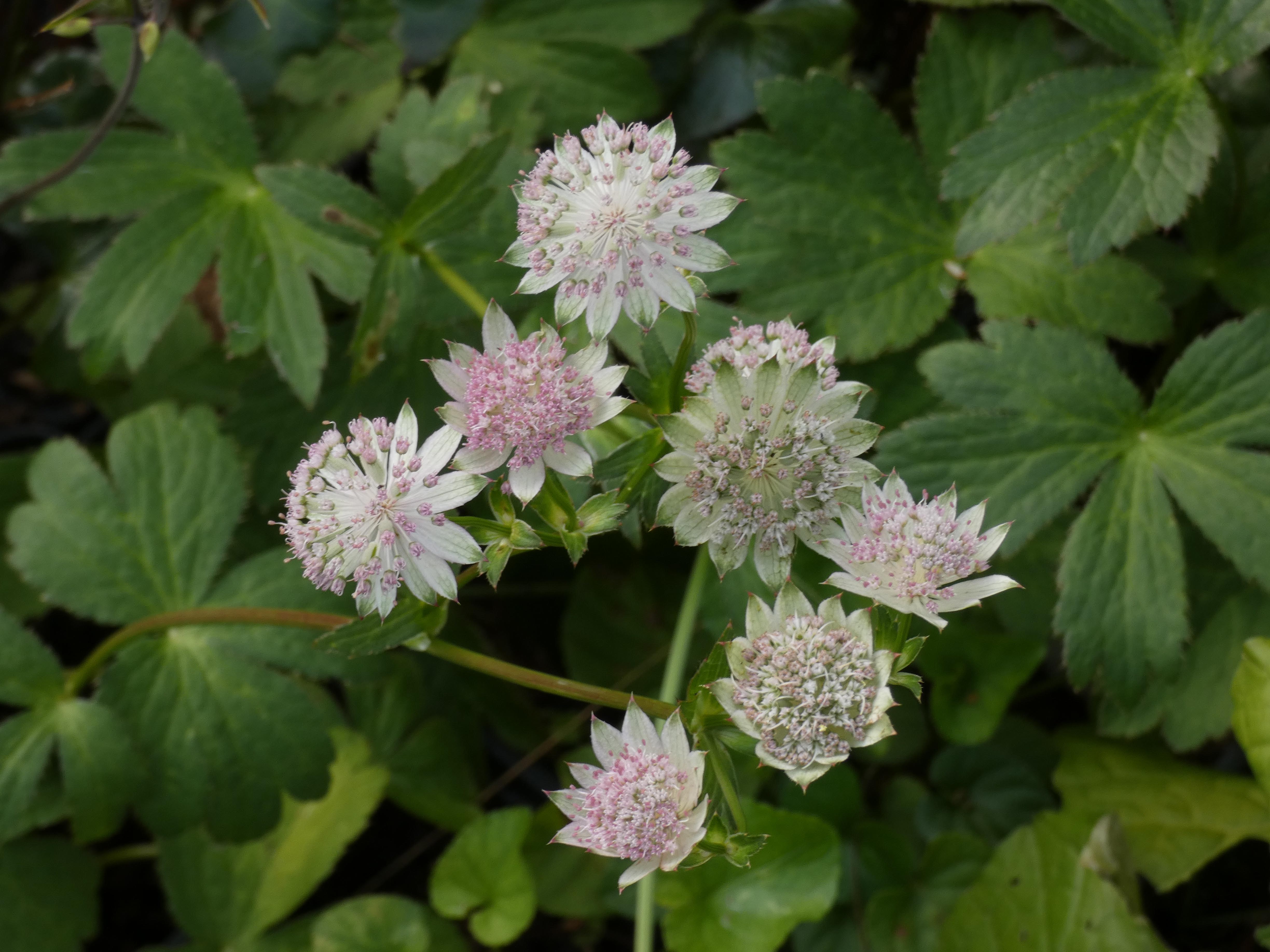 Astrantia major 'Gracilis' Astrantia, Zeeuws knoopje bestellen